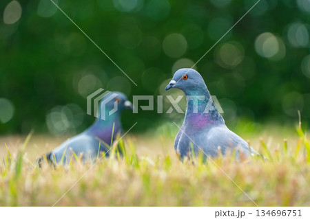 公園にいた鳩 134696751