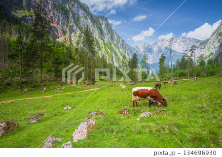 Alpine meadow with cows and rustic houses in Berchtesgaden National Park 134696930