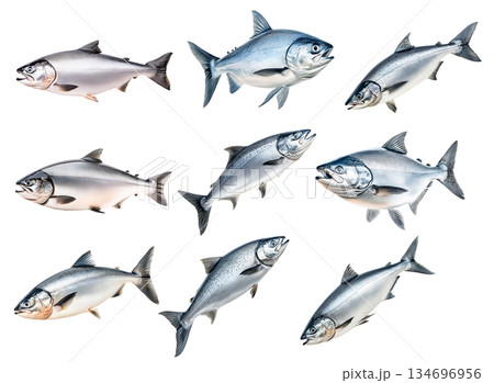 Set of Raw salmon fish with detailed fins and scales, isolated on white transparent background, concept of marine life 134696956