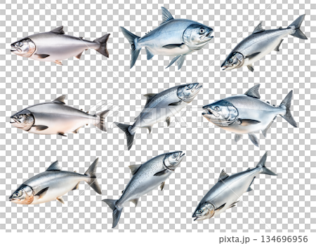 Set of Raw salmon fish with detailed fins and scales, isolated on white transparent background, concept of marine life Set of Raw salmon fish with detailed fins and scales, isolated on white transparent background, concept of marine life 134696956