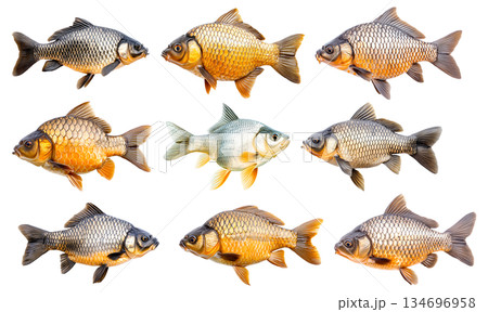 Set of common carp fish with detailed scales and fins, isolated on white transparent background 134696958
