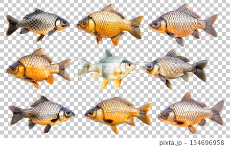 Set of common carp fish with detailed scales and fins, isolated on white transparent background 134696958