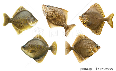 Set of fish Flatfish featuring intricate spotted gold scales detailed texture isolated on white transparent background Set of fish Flatfish featuring intricate spotted gold scales detailed texture isolated on white transparent background 134696959