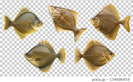 Set of fish Flatfish featuring intricate spotted gold scales detailed texture isolated on white transparent background 134696959