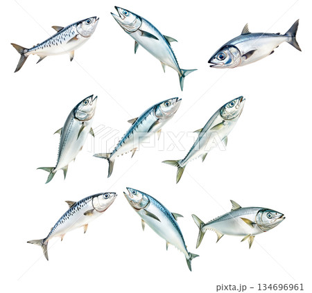 Set of mackerel fish with detailed scales and fins isolated on white background. Concept of seafood and marine life Set of mackerel fish with detailed scales and fins isolated on white background. Concept of seafood and marine life 134696961