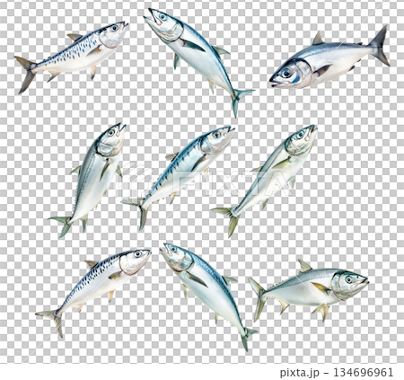 Set of mackerel fish with detailed scales and fins isolated on white background. Concept of seafood and marine life Set of mackerel fish with detailed scales and fins isolated on white background. Concept of seafood and marine life 134696961