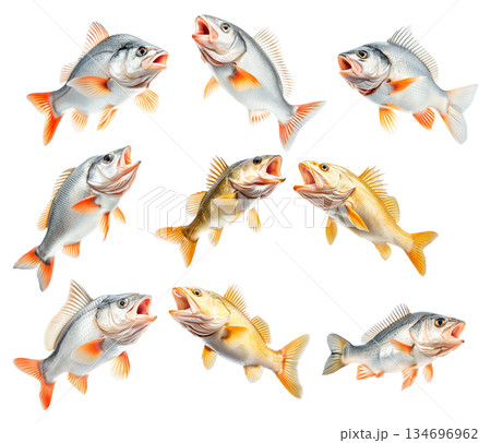 Set of Golden Perch fish with open mouth, detailed fins and scales isolated on white transparent background. Set of Golden Perch fish with open mouth, detailed fins and scales isolated on white transparent background. 134696962