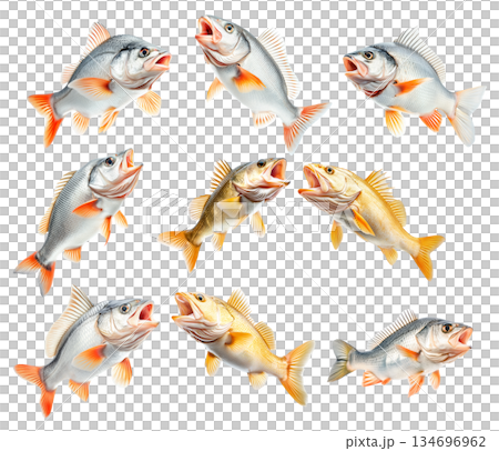 Set of Golden Perch fish with open mouth, detailed fins and scales isolated on white transparent background. 134696962