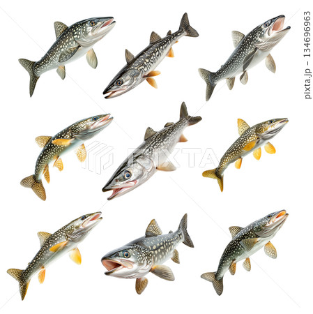 Set of northern pike fish with spotted scales, fins and sharp jaw isolated on white transparent background Set of northern pike fish with spotted scales, fins and sharp jaw isolated on white transparent background 134696963