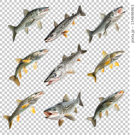 Set of northern pike fish with spotted scales, fins and sharp jaw isolated on white transparent background Set of northern pike fish with spotted scales, fins and sharp jaw isolated on white transparent background 134696963