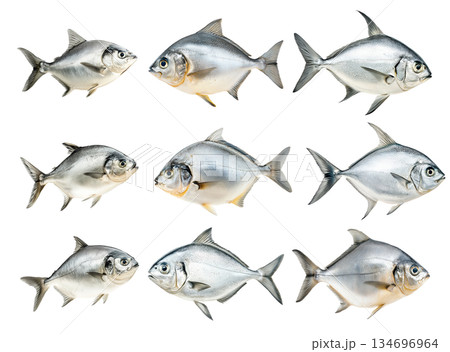 Set of silver Pomfret fish with striking details of fins and scales isolated on white Transparent background. Set of silver Pomfret fish with striking details of fins and scales isolated on white Transparent background. 134696964