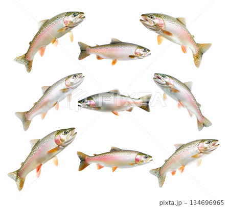 Set of colorful rainbow trout fish with spotted scales, fins and open mouth isolated on white transparent background Set of colorful rainbow trout fish with spotted scales, fins and open mouth isolated on white transparent background 134696965