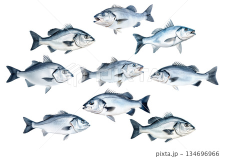 Set of Silver sea bass fish isolated on white transparent background, showcasing its shiny scales and natural texture 134696966