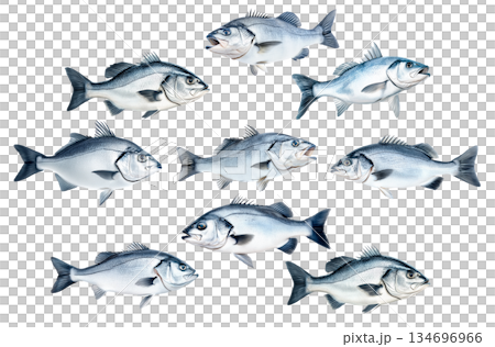Set of Silver sea bass fish isolated on white transparent background, showcasing its shiny scales and natural texture 134696966