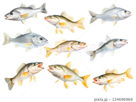 Set of Freshwater Walleye fish with vivid golden fins and detailed scales isolated on white transparent background Set of Freshwater Walleye fish with vivid golden fins and detailed scales isolated on white transparent background 134696969