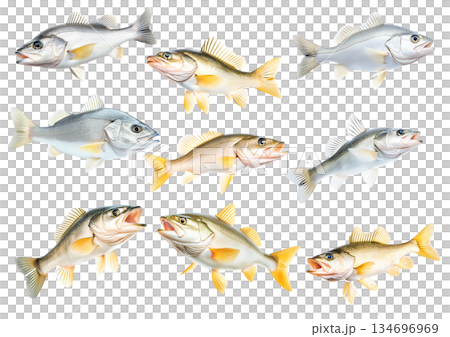 Set of Freshwater Walleye fish with vivid golden fins and detailed scales isolated on white transparent background 134696969