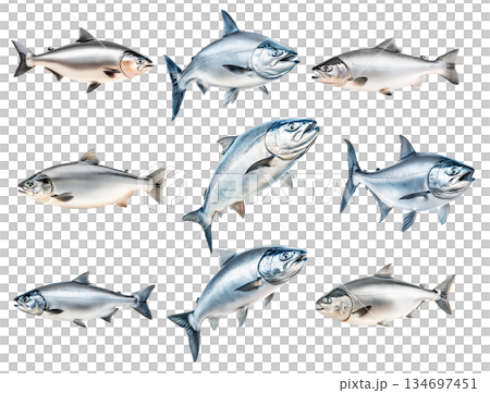 Set of Raw salmon fish with detailed fins and scales, isolated on white transparent background, concept of marine life 134697451