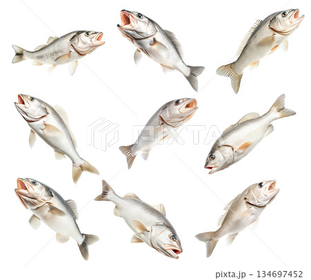 Set of White fish with cod detailed scales, open mouth and fins isolated on white background, concept of marine wildlife Set of White fish with cod detailed scales, open mouth and fins isolated on white background, concept of marine wildlife 134697452
