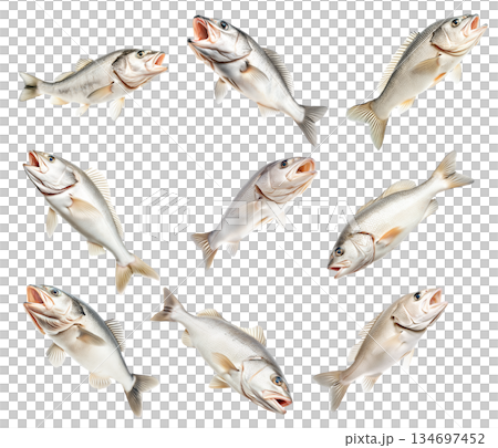 Set of White fish with cod detailed scales, open mouth and fins isolated on white background, concept of marine wildlife Set of White fish with cod detailed scales, open mouth and fins isolated on white background, concept of marine wildlife 134697452