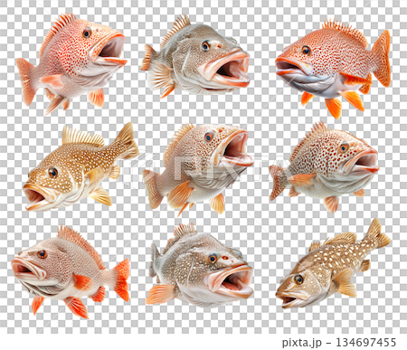 Set of Grouper fish with white spots and intricate fin details isolated on white background, concept of wildlife 134697455