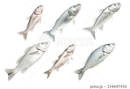 Set of Haddock fish isolated on white transparent background, concept of marine life 134697456