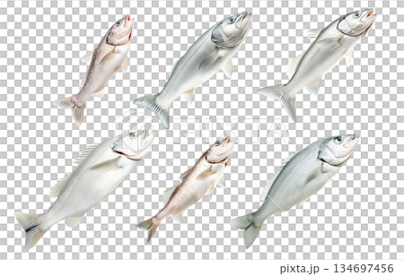 Set of Haddock fish isolated on white transparent background, concept of marine life 134697456