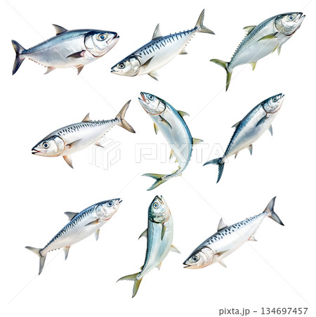 Set of mackerel fish with detailed scales and fins isolated on white background. Concept of seafood and marine life Set of mackerel fish with detailed scales and fins isolated on white background. Concept of seafood and marine life 134697457