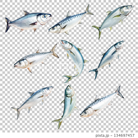 Set of mackerel fish with detailed scales and fins isolated on white background. Concept of seafood and marine life Set of mackerel fish with detailed scales and fins isolated on white background. Concept of seafood and marine life 134697457