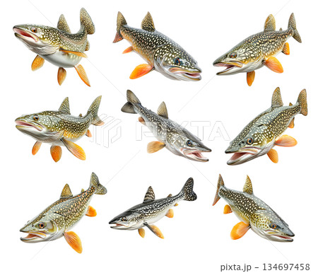 Set of northern pike fish with spotted scales, fins and sharp jaw isolated on white transparent background 134697458