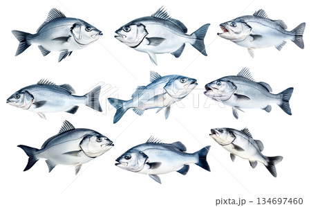 Set of Silver sea bass fish isolated on white transparent background, showcasing its shiny scales and natural texture 134697460