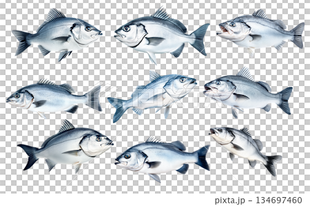 Set of Silver sea bass fish isolated on white transparent background, showcasing its shiny scales and natural texture 134697460