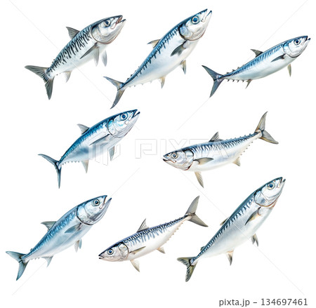 Set of Spanish mackerel fish with detailed scales and fins isolated on white background. Concept of seafood and marine Set of Spanish mackerel fish with detailed scales and fins isolated on white background. Concept of seafood and marine 134697461