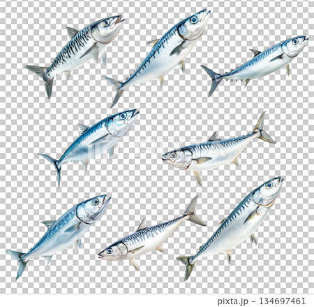 Set of Spanish mackerel fish with detailed scales and fins isolated on white background. Concept of seafood and marine Set of Spanish mackerel fish with detailed scales and fins isolated on white background. Concept of seafood and marine 134697461