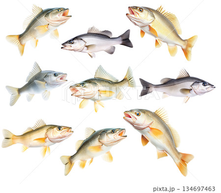 Set of Freshwater Walleye fish with vivid golden fins and detailed scales isolated on white transparent background 134697463