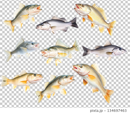 Set of Freshwater Walleye fish with vivid golden fins and detailed scales isolated on white transparent background 134697463