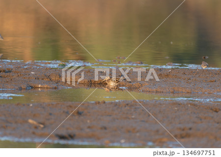 コシギ コシギ 134697751