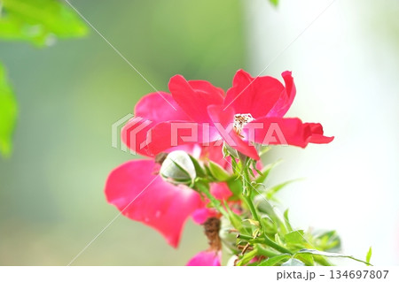 満開の薔薇 満開の薔薇 134697807
