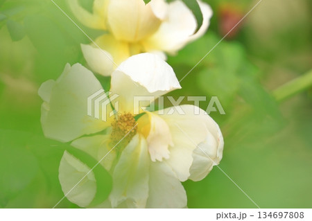 満開の薔薇 満開の薔薇 134697808