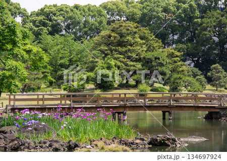 旧芝離宮恩賜庭園。木橋と池畔に咲く花菖蒲、初夏の緑に包まれた庭園風景 134697924