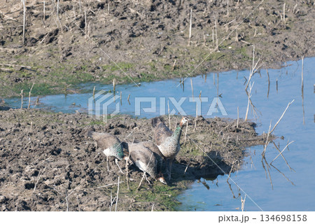 インドクジャク 134698158