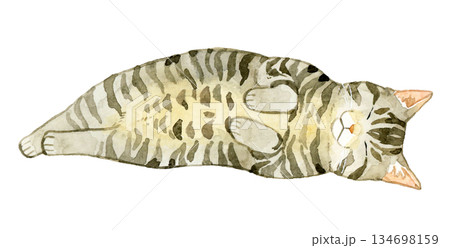 お腹を見せて寝るキジトラ猫　ペット・動物の手描き水彩イラスト素材 134698159