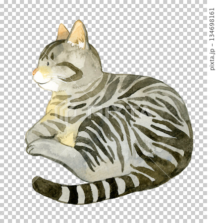 放鬆的虎斑貓 - 手繪水彩寵物和動物插畫 134698161