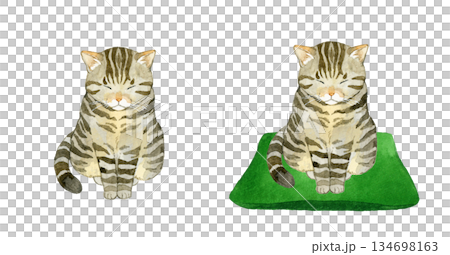 Set of sitting tabby cats. Hand-drawn watercolor illustrations of pets and animals. 134698163