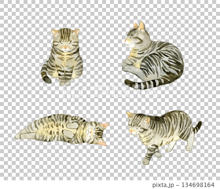 A set of cute tabby cats. A collection of hand-drawn watercolor illustrations of pets and animals. A set of cute tabby cats. A collection of hand-drawn watercolor illustrations of pets and animals. 134698164