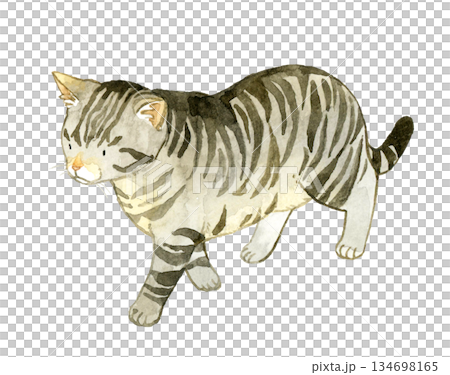 Walking tabby cat - Hand-drawn watercolor illustration of pets and animals 134698165