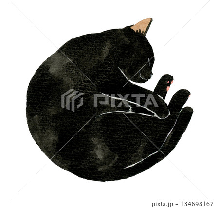 丸くなって寝る黒猫　ペット・動物の手描き水彩イラスト素材 134698167