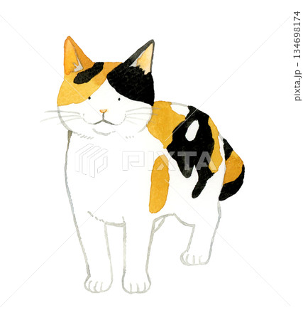 立っている三毛猫　ペット・動物の手描き水彩イラスト素材 134698174