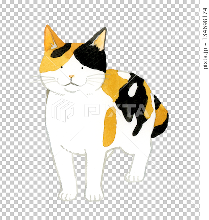 立っている三毛猫　ペット・動物の手描き水彩イラスト素材 134698174