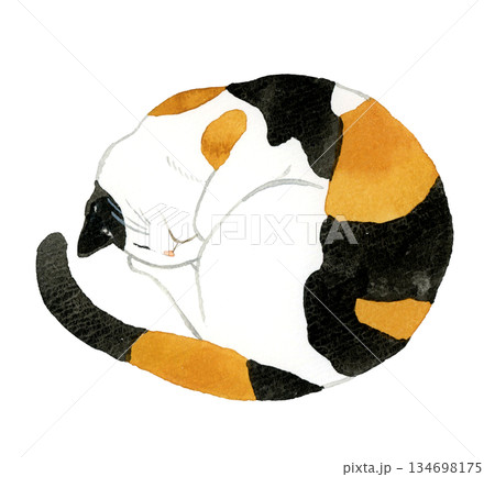 丸くなって寝る三毛猫　ペット・動物の手描き水彩イラスト素材 134698175