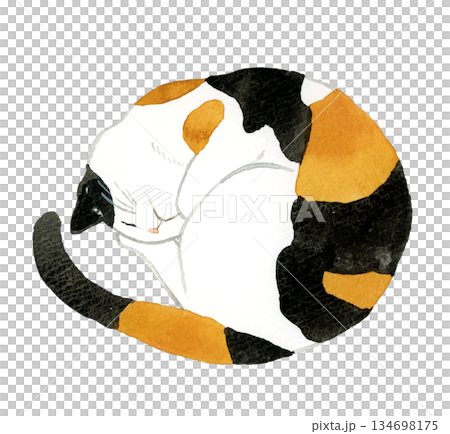 一隻三花貓蜷縮著睡覺－手繪水彩寵物和動物插畫 134698175